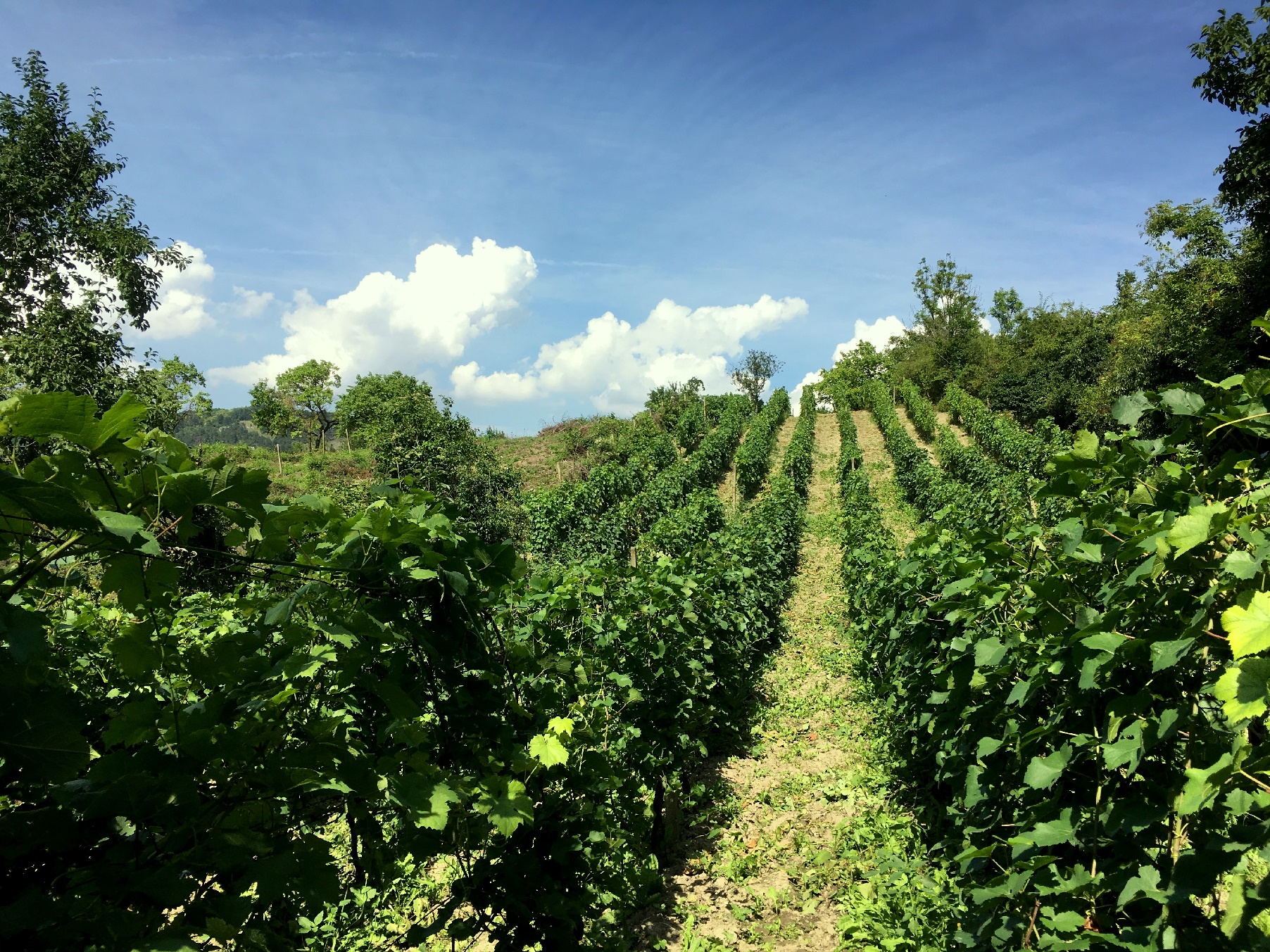 You forget everything when you are surrounded by the beautiful vineyards.