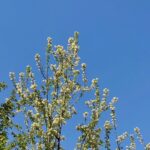 Tree in spring in Ankara, Turkey