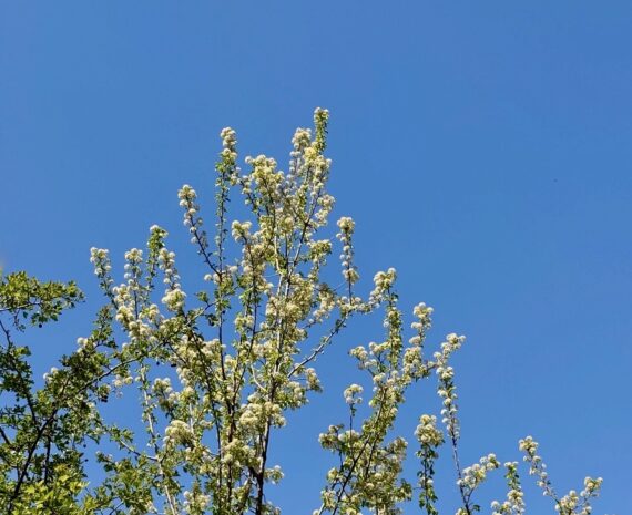 Letter from Ankara: Springtime in Turkey