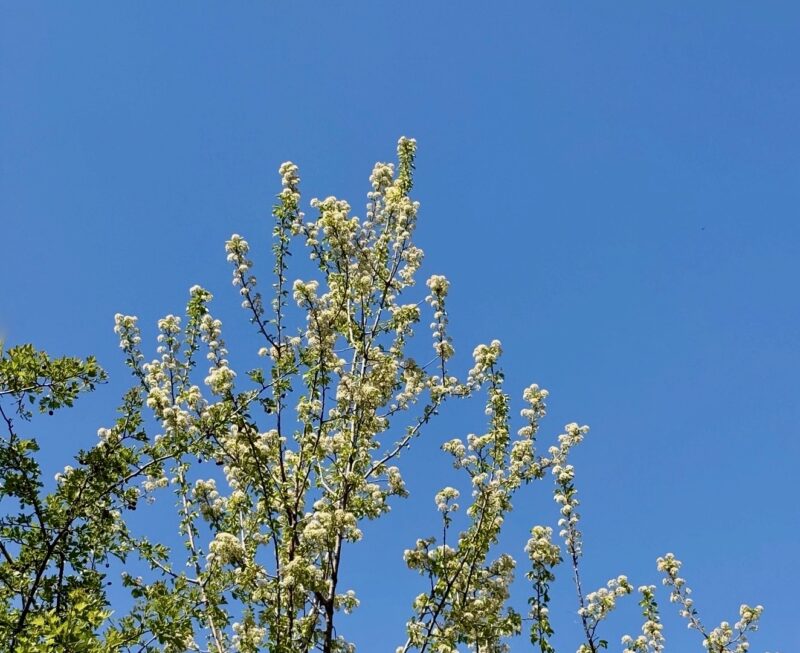 Tree in spring in Ankara, Turkey