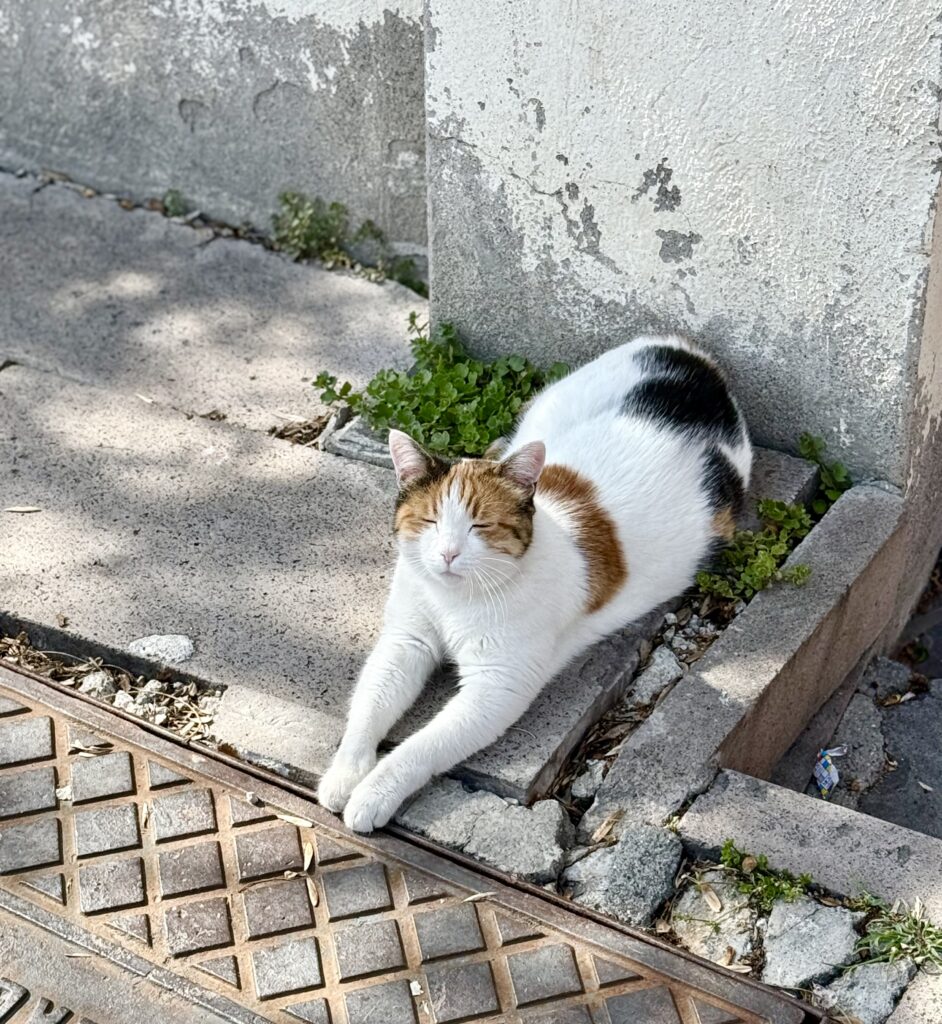 Cat on the street in Ankara, Turkey