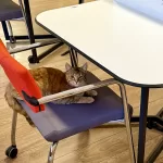 Kočka na pracovní židli